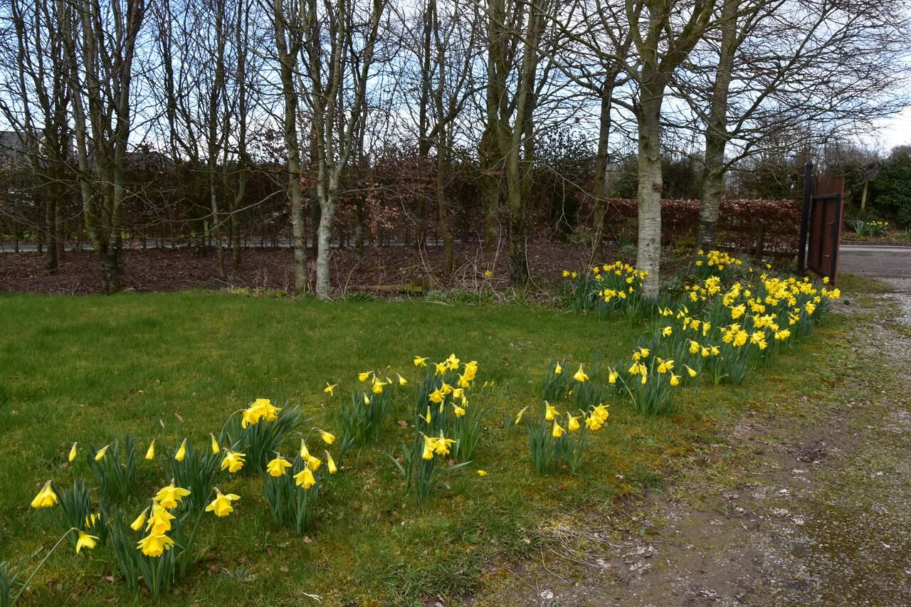 Проживание в семье LittleField B&B Durrow, Laois Дарроу-5